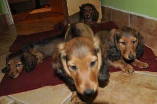 Jamnik d�ugow�osy